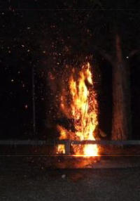 Das Bild zeigt einen durch eine Silvesterrakete in Brand geratenen Busch